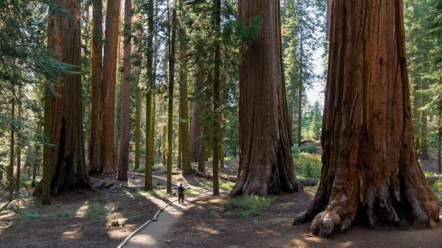 Sequoia National Park